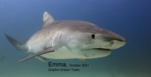 Tiger shark, “Emma”