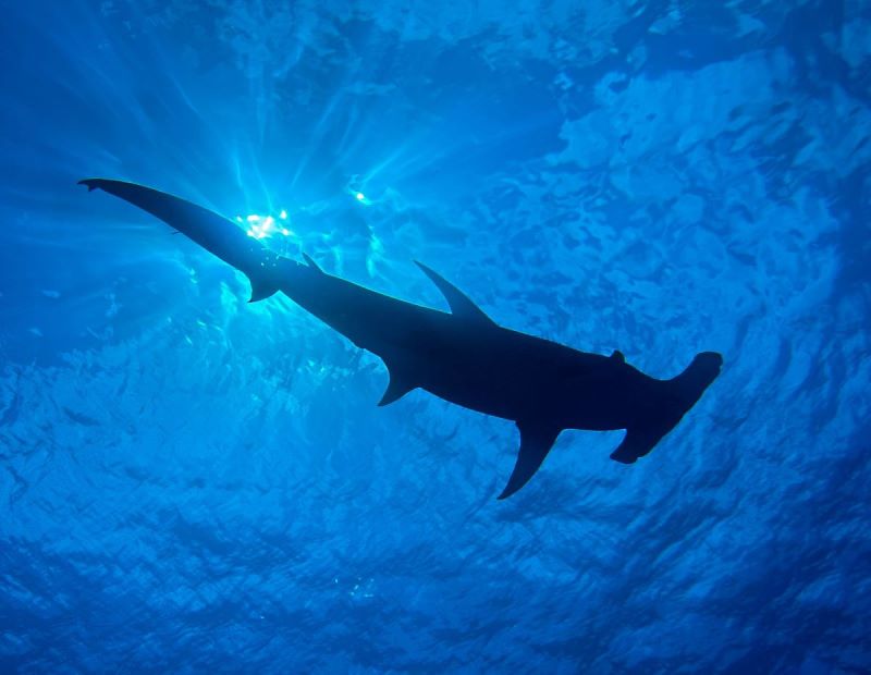 Dive with great hammerheads sharks
